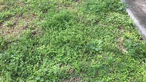 Jul 07, 2020 · treating broadleaf weeds when it's dry dandelions, clover, and creeping charlie are some of the most common broadleaf weeds you'll encounter, but plenty of other plants can invade quickly and spread relentlessly. Digging In Is Your Lawn Overrun With Winter Weeds Take These Steps To Help Manage The Problem Home Garden Nola Com