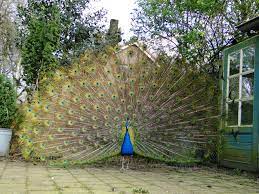 the showing off has started in earnest mr p march 2014