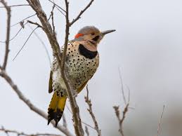 Rare bird,the cornell plantations are botanical gardens located adjacent to the cornell university campus in ithaca, new york. How The Yellowhammer Became Alabama S State Bird This Is Alabama