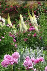 Stachys Roses Foxtails Beaux Jardins Joli Jardin Et Jardin Romantique