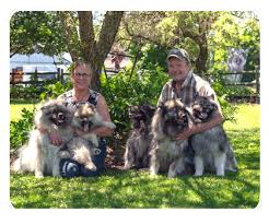 I have 3 akc yellow labs for sale. Keeshond Heaven Keeshond Pups For Sale Keeshond Breeder