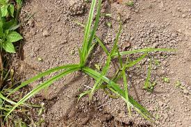 Image result for Cyperus esculentus