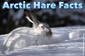 ← back to model page. Arctic Hare Facts For Kids Information Pictures Video