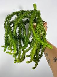 Image result for Xerophyta squarrosa