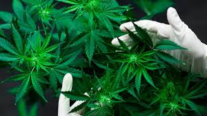 El gobierno de méxico publicó el martes las normativas para la producción, investigación y uso medicinal de cannabis y derivados farmacológicos. Corte Reabre La Discusion De Cannabis Para Que El Legislativo Le De Prioridad El Economista