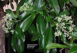 Image result for Alstonia