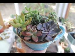 How to repot a succulent. How To Arrange A Simple Pot Of Succulents With Sucs For You Youtube
