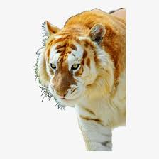 The colouration is a result of captive breeding and inbreeding. Golden Tabby Tiger Free Transparent Png Download Pngkey