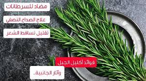 فوائد اكليل الجبل واثاره الجانبية ويب طب herbs rosemary dill