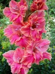 Polban Gladiolus Rainbow Garden Flower Garden