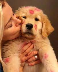 kisses sevimli kopek yavrulari sevimli kopekler yavru kopek