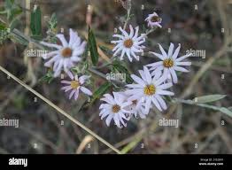 Image result for Athrixia phylicoides