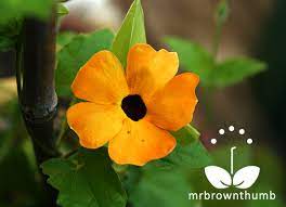 Mrbrownthumb How To Collect Black Eyed Susan Vine Seeds