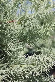 Image result for Cupressus arizonica