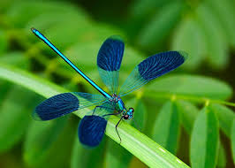 Blue Dragonfly By Korbel Laszlo Photo 263754783 500px Blue Dragonfly Dragonfly Blue Art