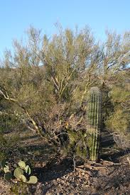 They require level 55 farming to plant. Does The Stress Gradient Hypothesis Hold Water Disentangling Spatial And Temporal Variation In Plant Effects On Soil Moisture In Dryland Systems Butterfield 2016 Functional Ecology Wiley Online Library