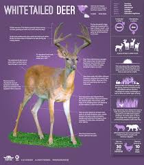 The Private Life Of Deer Hunting Tips Deer Hunting Tips