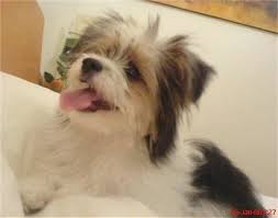Shih Tzu Pomeranian Mix Black And Brown Shiranian Shiranians Pom Shih Tzu Hybrid Cute Dog Mixes Shih Tzu Dog Breeds
