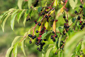 Image result for Prunus serotina