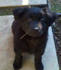 All Black Australian Shepherd Puppy Crosby Pictured Here On His Dog Vacay Is A Black Lab Golden Retriever Australian Shepherd Mix Who Loves To Cute Puppy Photos Australian Shepherd Puppy Photos
