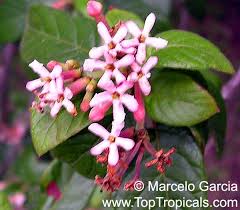 Image result for Guettarda