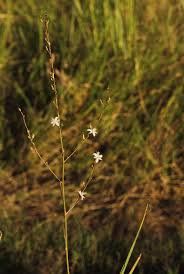 Image result for Chlorophytum pubiflorum