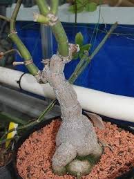 Image result for Cissus aralioides