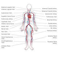 Deep veins, located in the center of the leg near the leg bones, are enclosed by muscle. The Anatomy Physiology Of Circulation Deteriorating Patient Assessment Recognition And Management