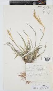 Image result for Centropodia glauca