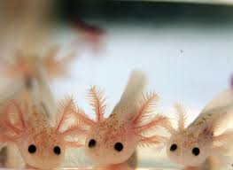 Itty Bitty Baby Axolotls I Think They Are Freshwater But I Couldn T Resist Cute Animals Axolotl Cute Creatures