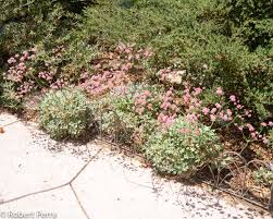 Image result for Eriosema erici-rosenii