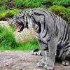 With reasonable certainty, no survivors live in the wild and only 30 in captivity. 1