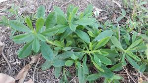 Image result for Talinum crispatulum