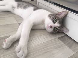 1 Yasinda Oyuncu Kali Kalici Yuvasini Ariyor Kedi Sahiplendirme Ucretsiz Kedi Sahiplendirme