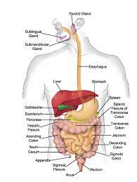 Organs What About Them Digestive System