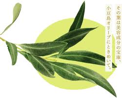 小豆島のオリーブの葉の美のヒミツって ルルルンからから 小豆島のプレミアムルルルン オリーブマスク が発売中 企業リリース 日刊工業新聞 電子版