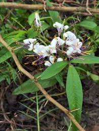 Image result for Cleome aculeata