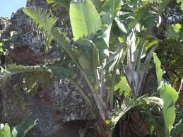 Image result for Strelitzia caudata