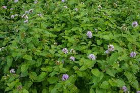 Image result for Mentha aquatica