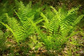 Image result for Osmunda