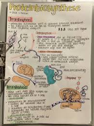 Proteinbiosynthese Transkription Translation In 2020 Biologie Unterrichten Motivation Zum Lernen Schulorganisation Notizen
