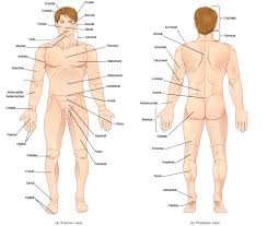 Muscles allow a person to move. 1 Overview The Microscope Medicine Libretexts