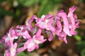 Image result for Fumariaceae