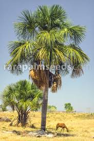 Image result for Chironia flexuosa