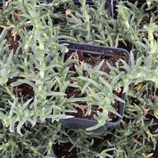 Image result for Xyris rubella