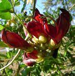 Image result for Mucuna glabrialata