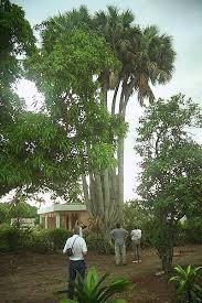 Image result for Sabal domingensis