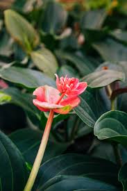 Image result for ficus elastica flower