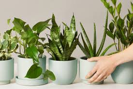 10 Indoor Plants And Plant Accessories From Watering Cans To Misters Conde Nast Traveler