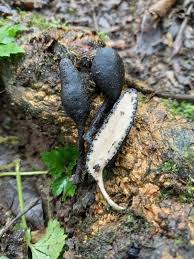 Image result for Gymnosporia oxycarpa